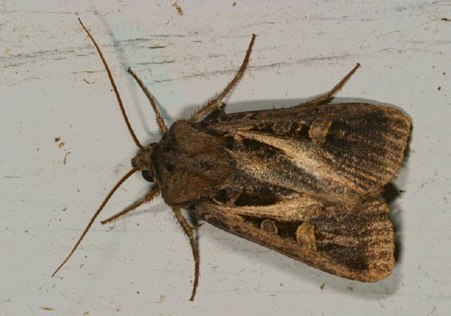 Feltia herilis Noctuidae