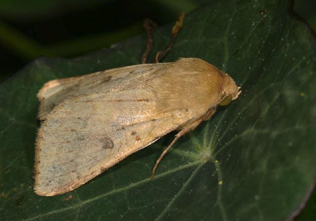 Helicoverpa zea Noctuidae