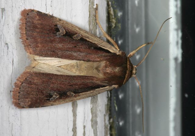 Ochropleura implecta Noctuidae