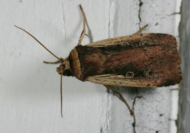 Ochropleura implecta Noctuidae