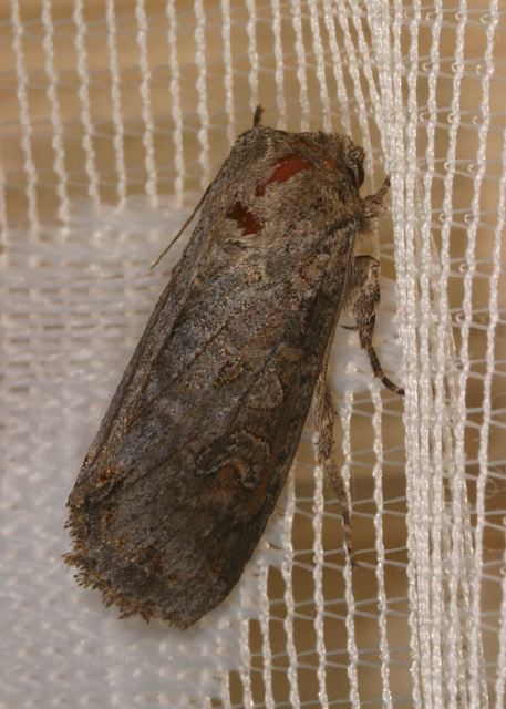 Trichordestra sp.? Noctuidae