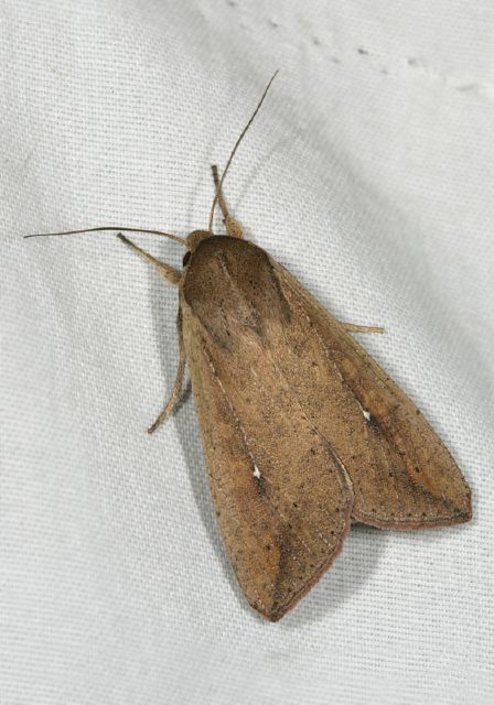 Pseudaletia unipuncta Noctuidae