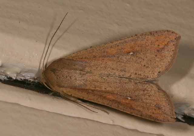 Pseudaletia unipuncta Noctuidae