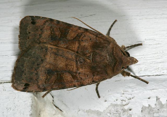 Xestia smithii Noctuidae