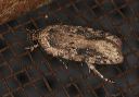 agonopterix_1615