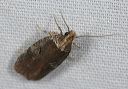 agonopterix_lythrella4277