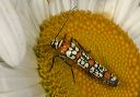 ailanthus_webworm308