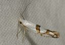 argyresthia_oreasella0788