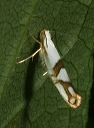 argyresthia_oreasella773