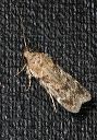 moth_1026