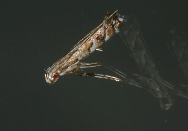 Acrocercops astericola? Gracillariidae