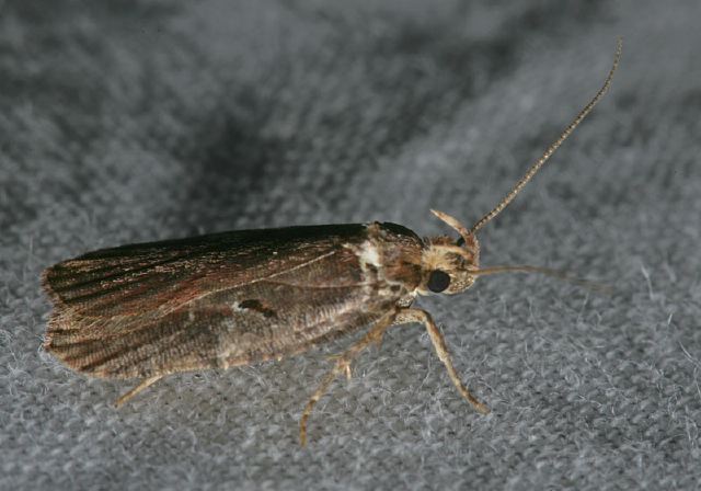 Agonopterix lythrella Oecophoridae