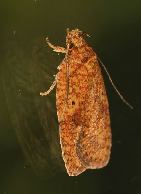 Agonopterix robiniella Oecophoridae