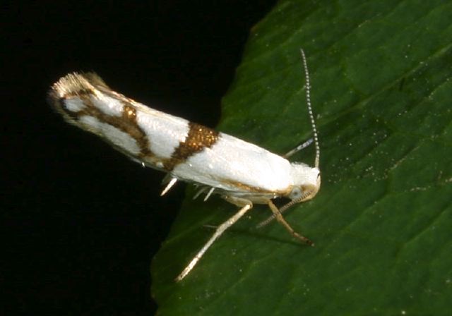 Argyresthia oreasella Yponomeutidae