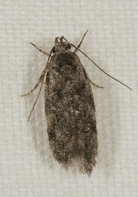   Gelechiidae