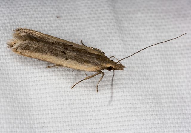 Dichomeris ligulella? Gelechiidae