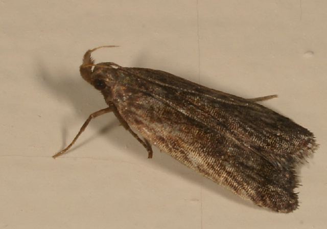 Dichomeris leuconotella? Gelechiidae
