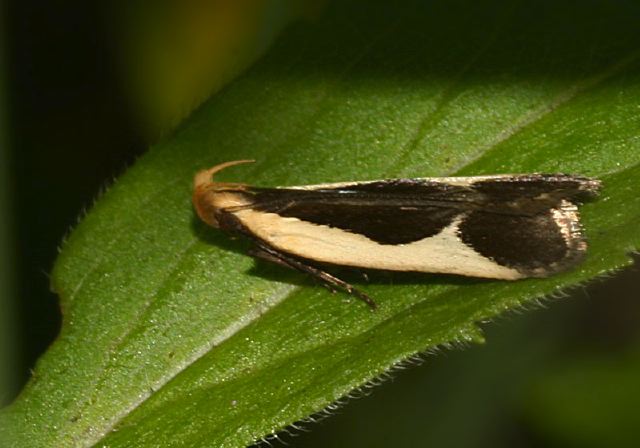 Dichomeris flavocostella Gelechiidae