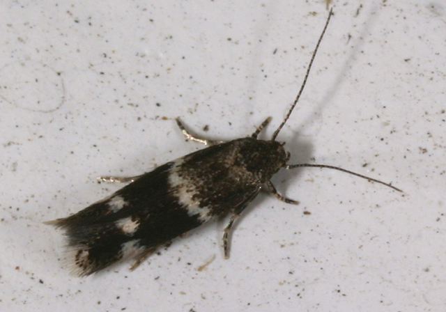 Elachista irrorata Elachistidae