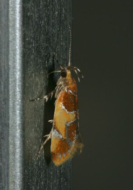 Epicallima argenticinctella Oecophoridae