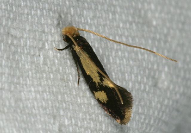 Isocorypha mediostriatella Tineidae