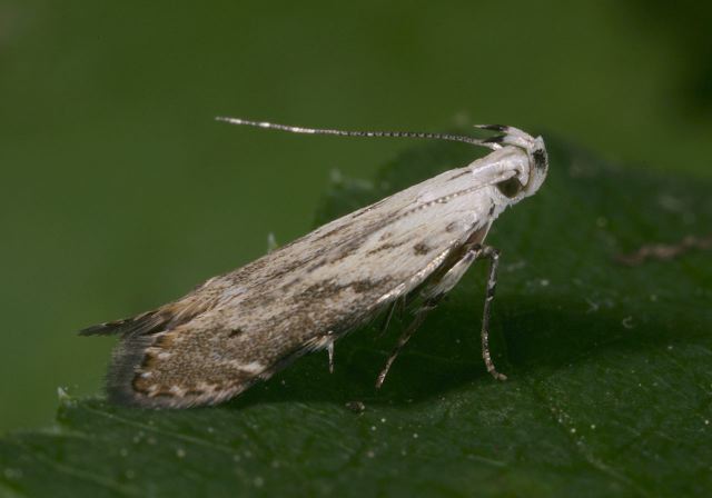Monochroa angustipennella Gelechiidae