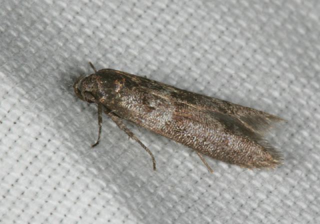 Blastobasis glandulella Coleophoridae