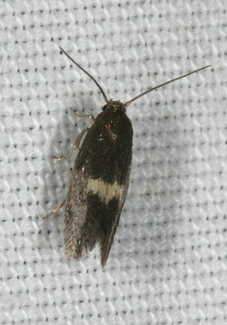 Elachista sp. Elachistidae