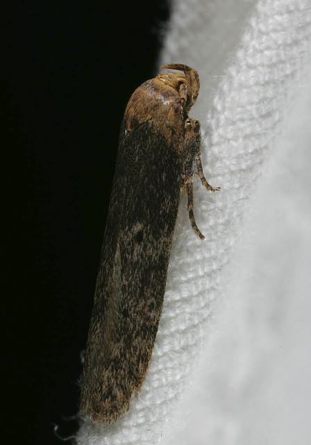   Coleophoridae