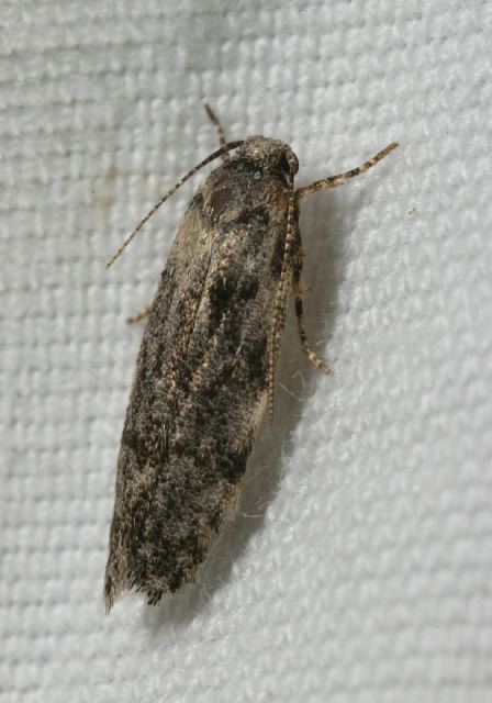   Gelechiidae
