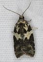 acleris_1386