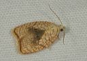 acleris_forskaleana1140