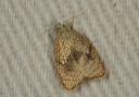 acleris_forskaleana1995