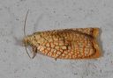 acleris_forskaleana_4611