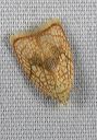 acleris_forskaleana_9110