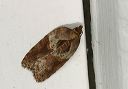 acleris_robinsoniana546