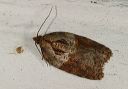 acleris_robinsoniana663