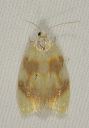 acleris_semipurpurana0770