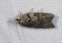 acleris_sp4206