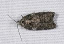 acleris_sp4207