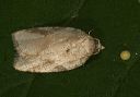 acleris_sp449