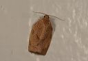 choristoneura_rosaceana489