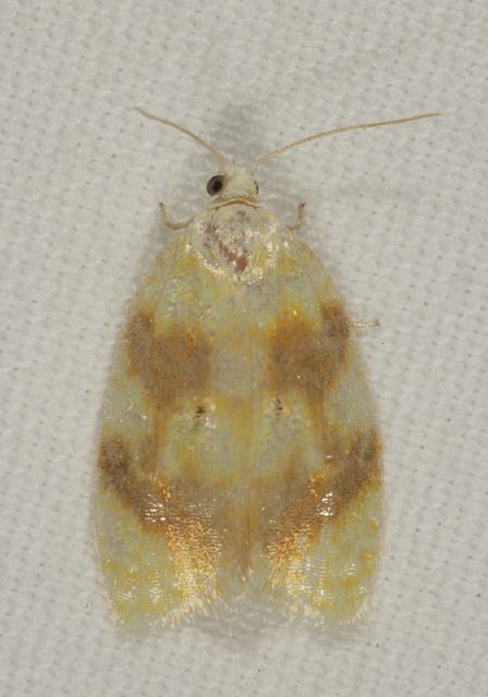 Acleris semipurpurana Tortricidae