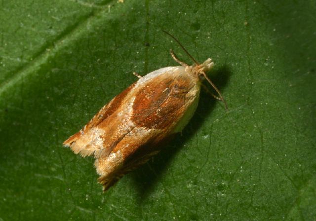 Ancylis laciniana Tortricidae