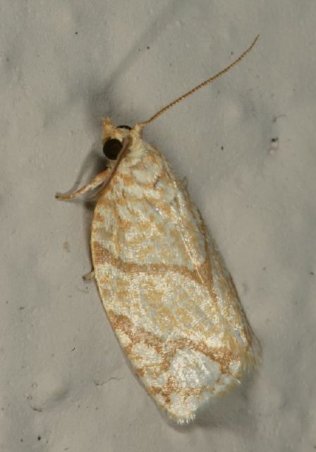 Argyrotaenia quercifoliana Tortricidae