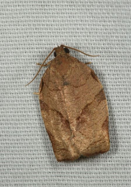 Choristoneura rosaceana Tortricidae