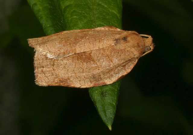 Choristoneura rosaceana Tortricidae