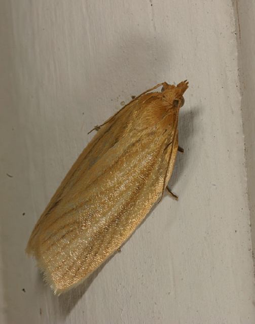 Clepsis clemensiana Tortricidae