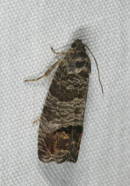 Cydia pomonella Tortricidae