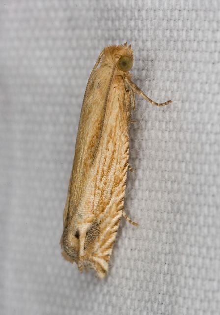 Eucosma cataclystiana Tortricidae